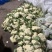 菜花基地走货中。质量好，欢迎订购。