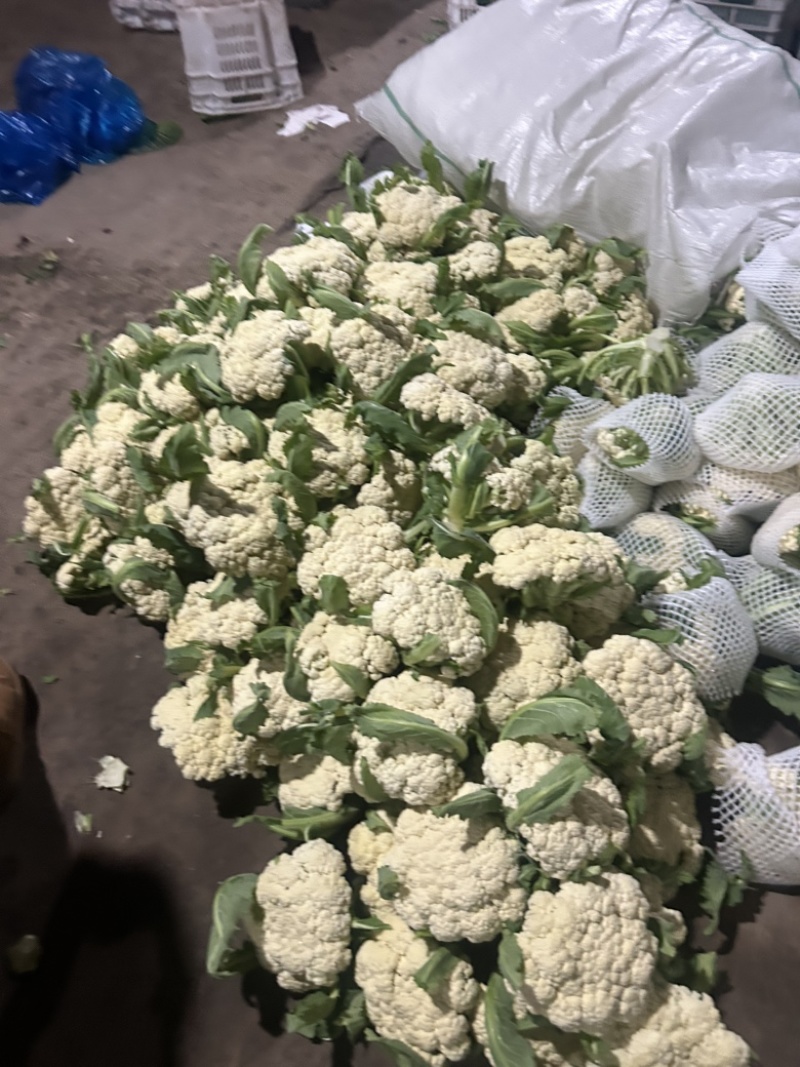 菜花基地走货中。质量好，欢迎订购。