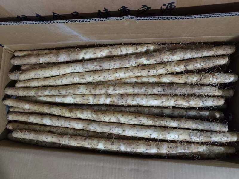 毛山药精品货源，诚信合作量大从优欢迎来电咨询