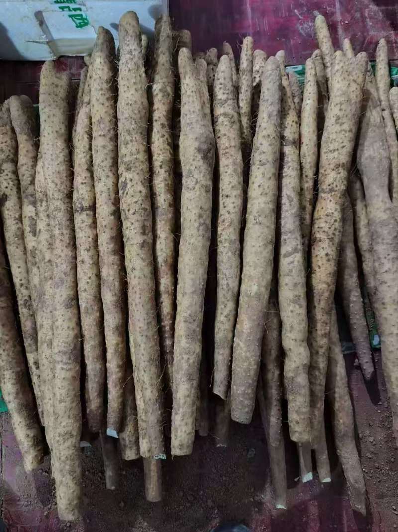 毛山药精品货源，诚信合作量大从优欢迎来电咨询