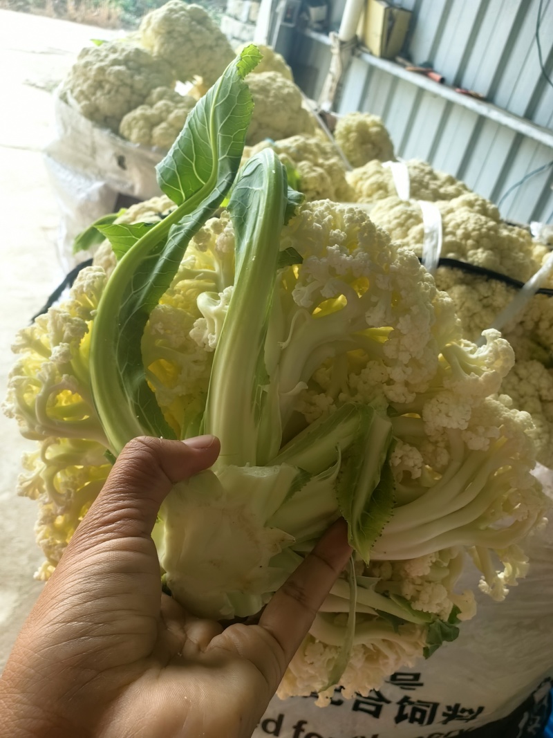 精品小米花菜大量上市，自己基地几百亩产地一手货源