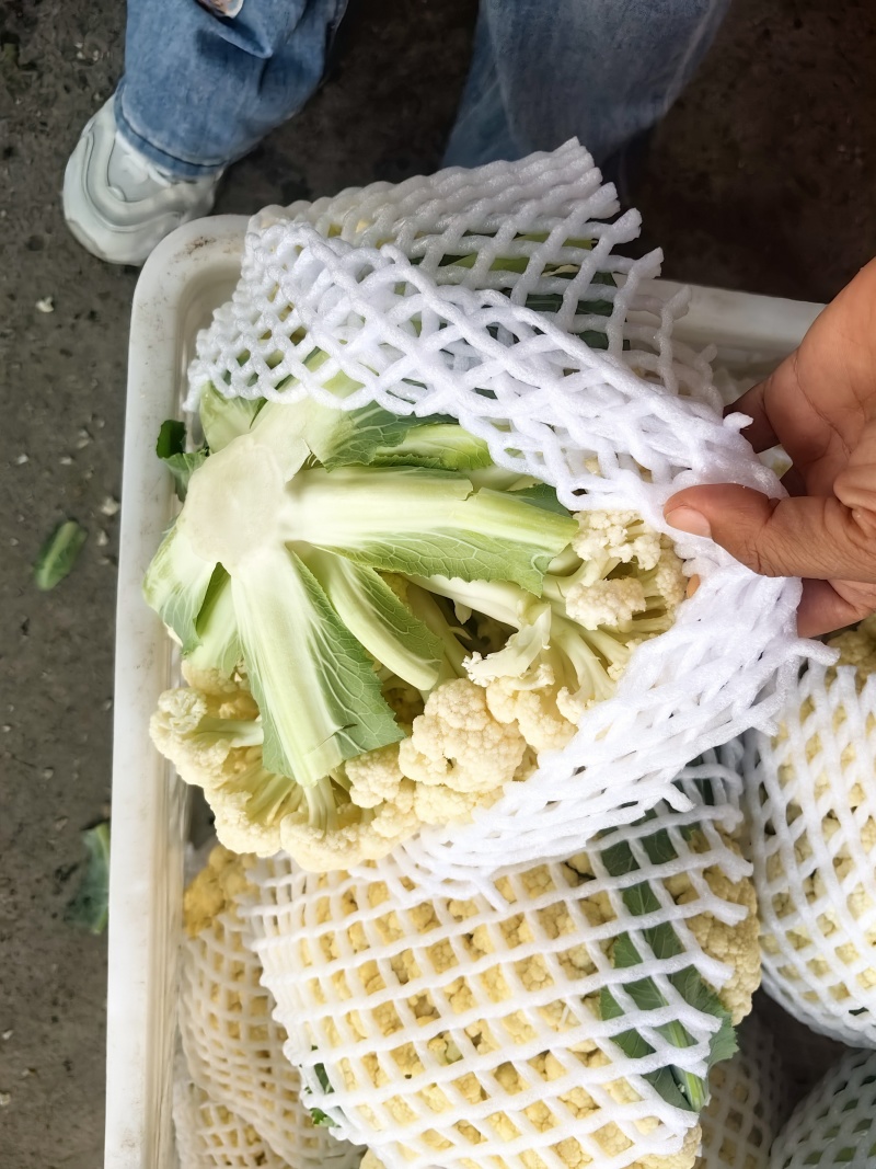 精品小米花菜大量上市，自己基地几百亩产地一手货源