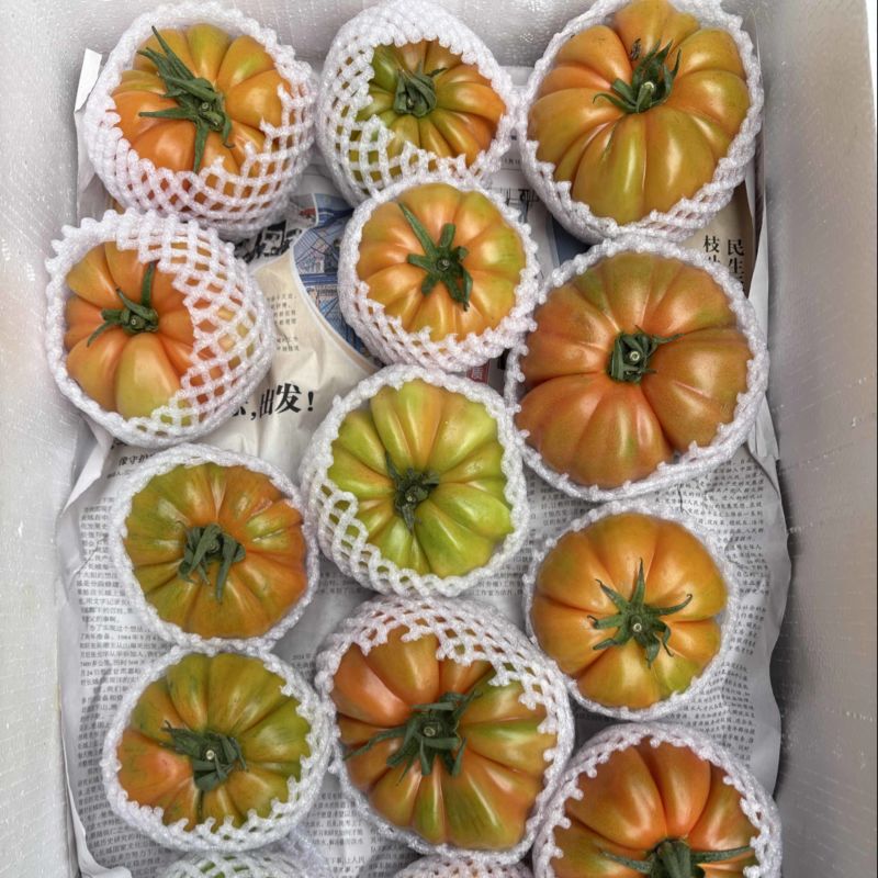 正宗潮汕地区老品种马蹄番茄，基地直供，全年供应