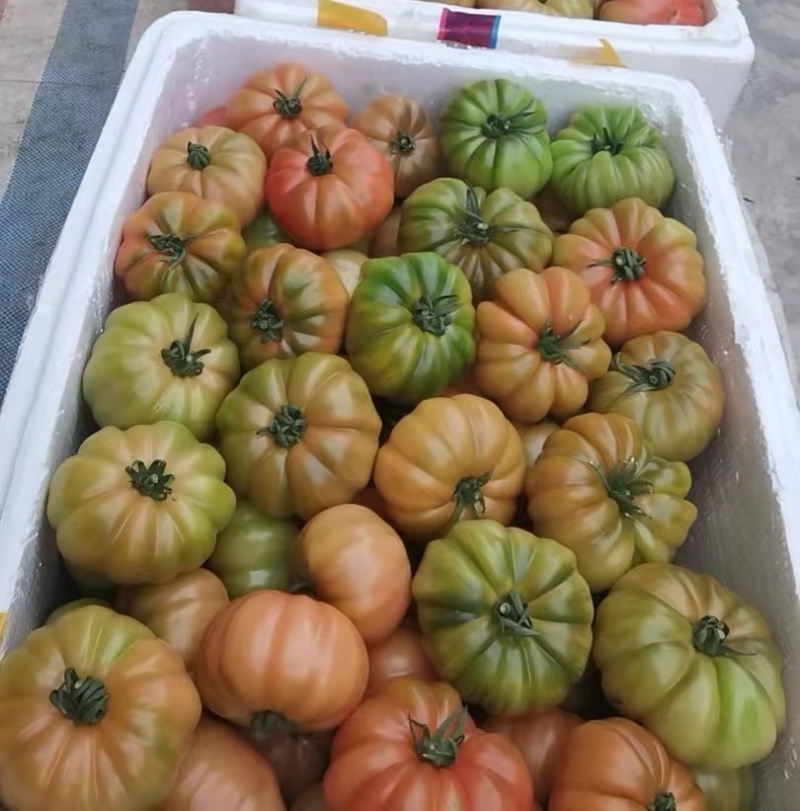 正宗潮汕地区老品种马蹄番茄，基地直供，全年供应