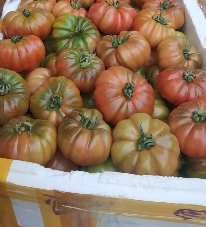 正宗潮汕地区老品种马蹄番茄，基地直供，全年供应