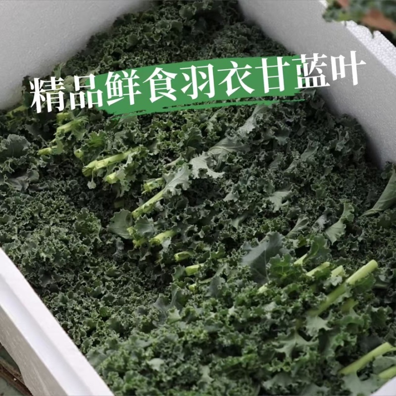 羽衣甘蓝精品叶泡沫箱装，全年有货，欢迎大量选购
