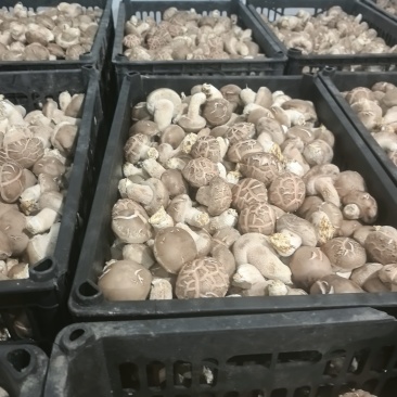 香菇鲜香菇