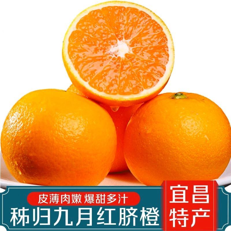 秭归九月红果冻橙