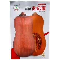 兴蔬贵妃蜜中熟南瓜种子果表光滑果肉深黄色口感粉甜细腻耐贮