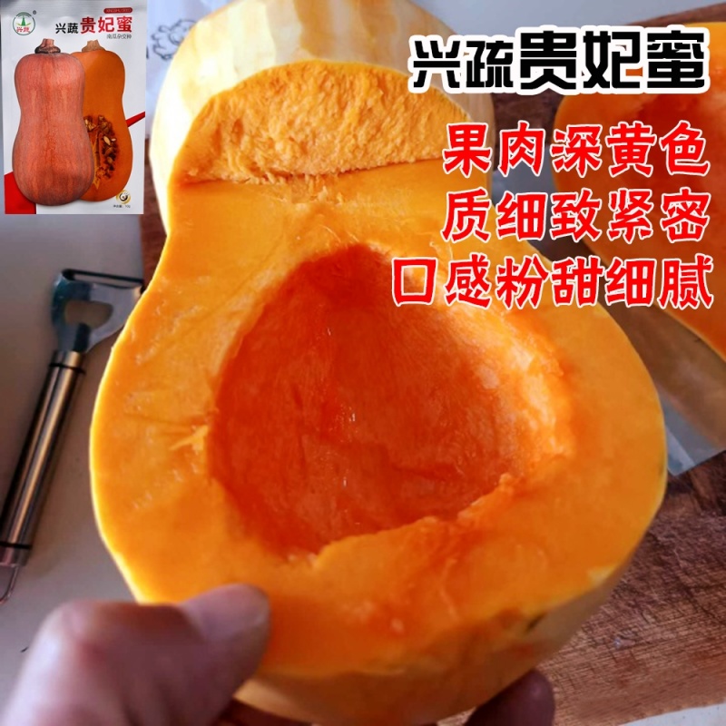 兴蔬贵妃蜜中熟南瓜种子果表光滑果肉深黄色口感粉甜细腻耐贮