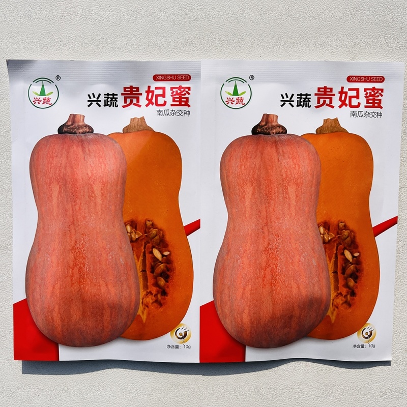 兴蔬贵妃蜜中熟南瓜种子果表光滑果肉深黄色口感粉甜细腻耐贮