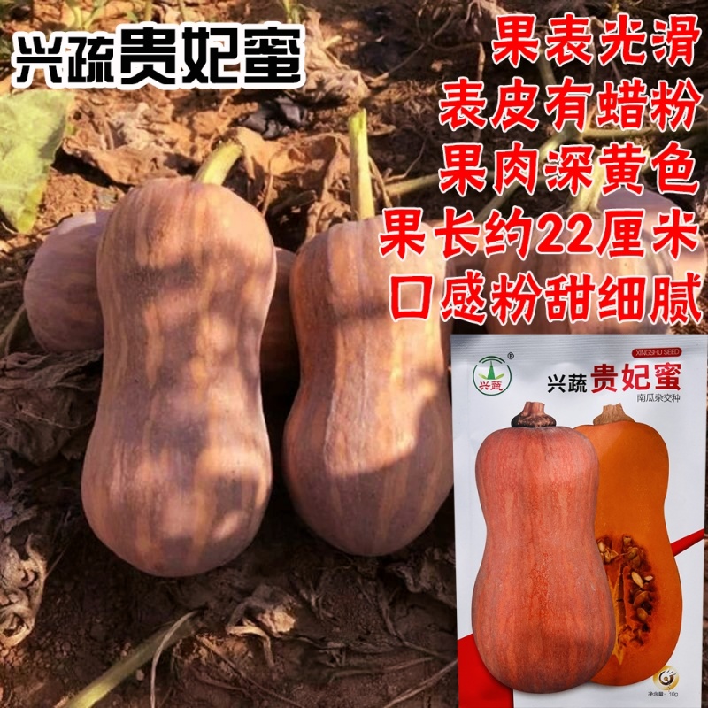 兴蔬贵妃蜜中熟南瓜种子果表光滑果肉深黄色口感粉甜细腻耐贮