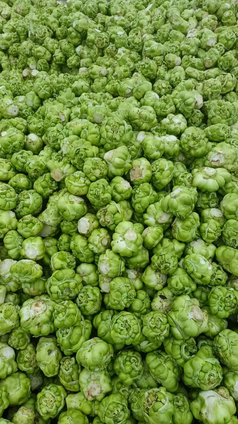 涪陵榨菜头