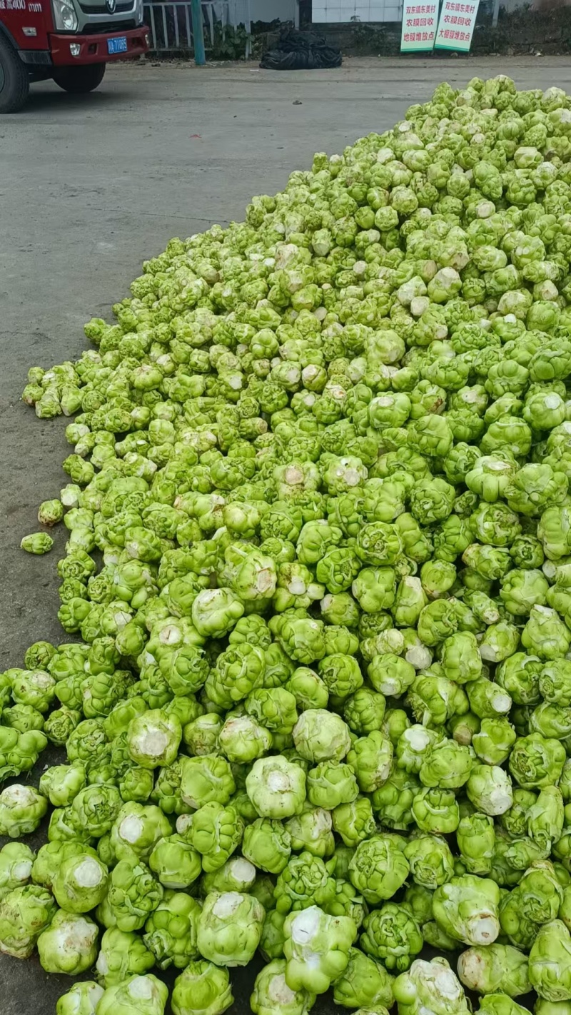 涪陵榨菜头
