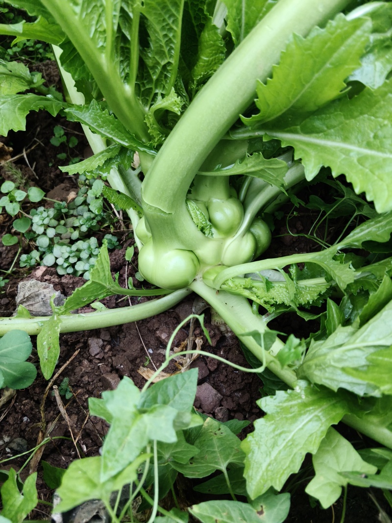 涪陵榨菜头