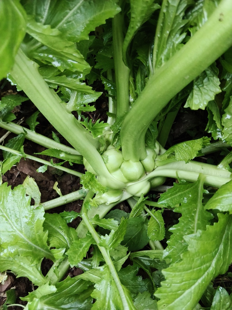 涪陵榨菜头
