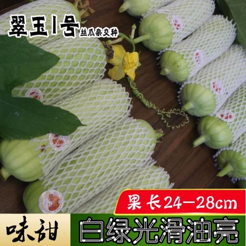 翠玉1号丝瓜种子高产抗病瓜直圆筒白绿色丝瓜种籽汤白色