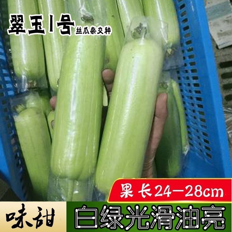 翠玉1号丝瓜种子高产抗病瓜直圆筒白绿色丝瓜种籽汤白色