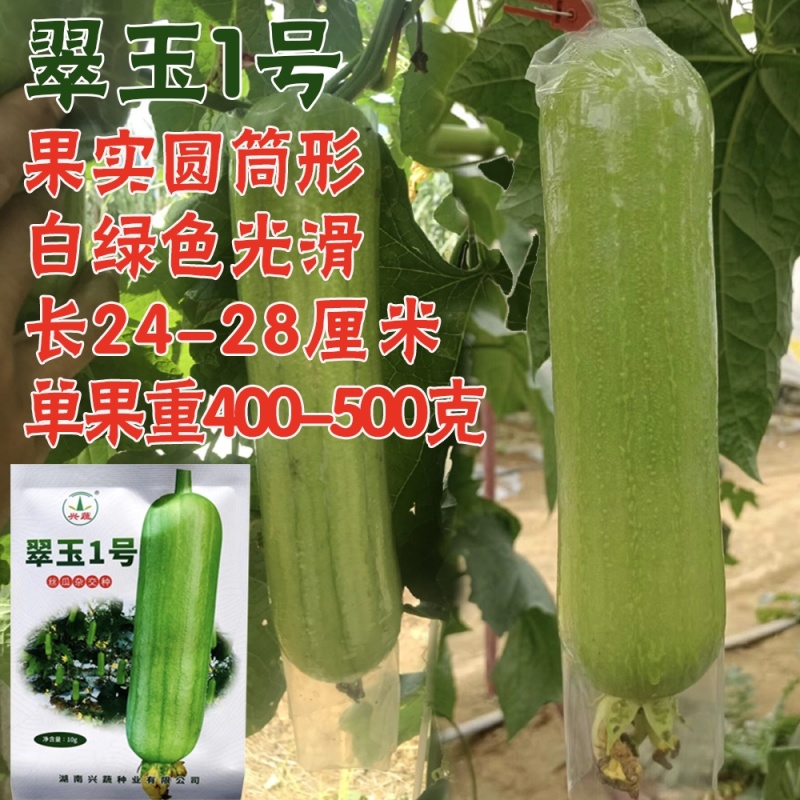 翠玉1号丝瓜种子高产抗病瓜直圆筒白绿色丝瓜种籽汤白色