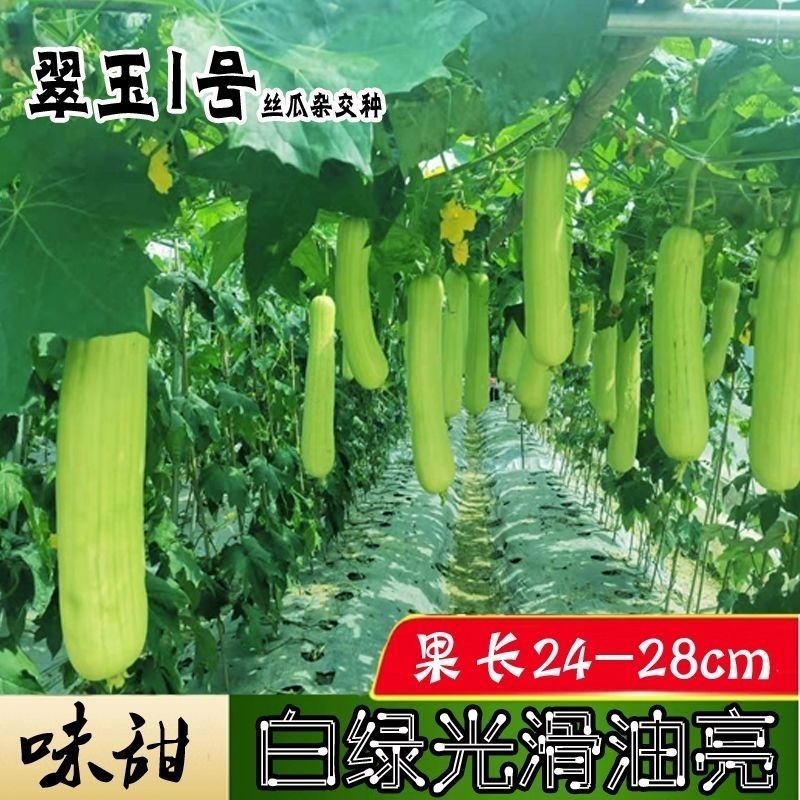 翠玉1号丝瓜种子高产抗病瓜直圆筒白绿色丝瓜种籽汤白色
