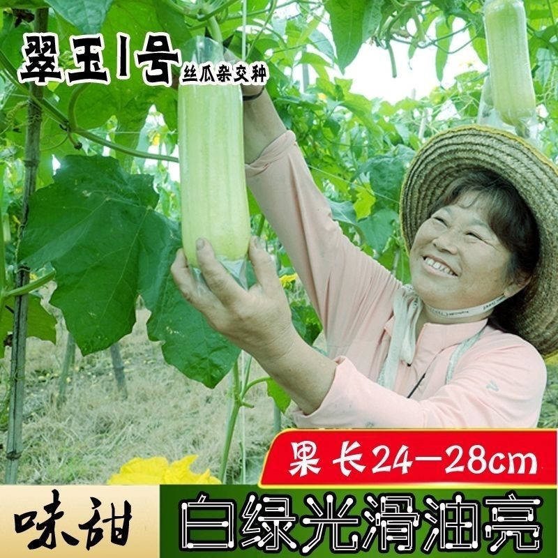 翠玉1号丝瓜种子高产抗病瓜直圆筒白绿色丝瓜种籽汤白色