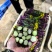 脆甜红菜苔