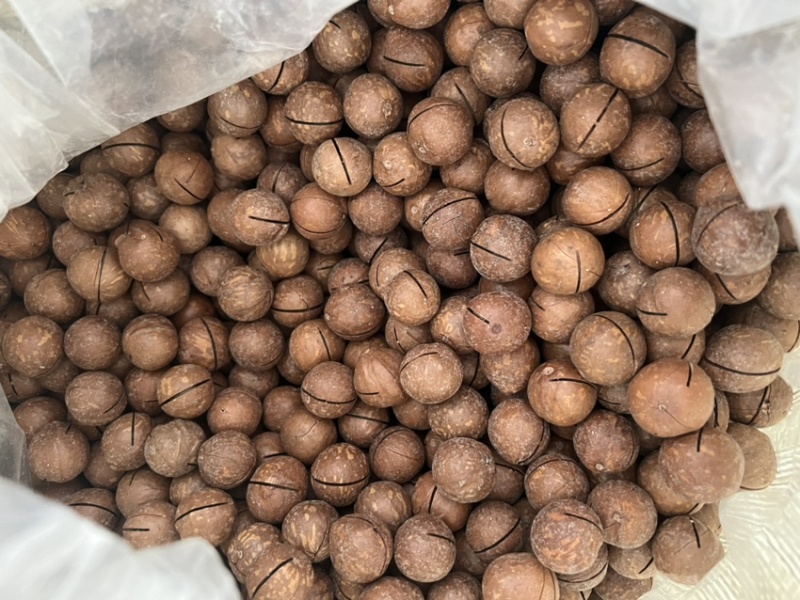 22-25夏威夷果新货满仁坏果率低