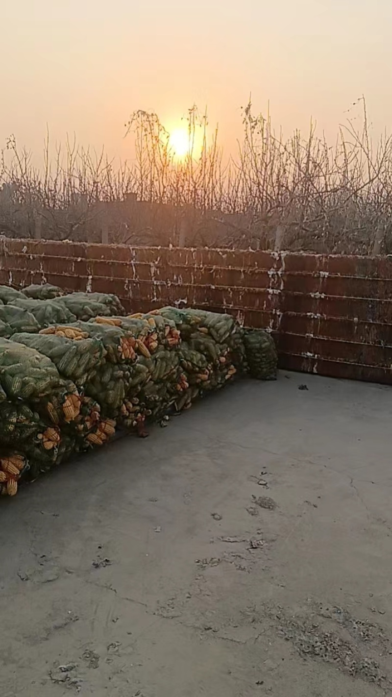 废纸果袋废旧包装纸废果袋旧果袋纸