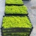 金沙蔓姬岩垂草薄雪万年青多年生地被花镜植物地栽庭院花园绿