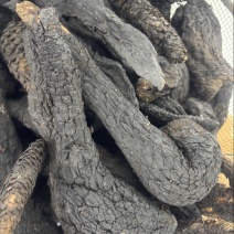 新疆肉苁蓉个子正品***原生态无硫熏滋补养生