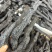 新疆肉苁蓉个子正品***原生态无硫熏滋补养生