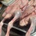 大鹅
