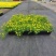 金沙蔓姬岩垂草薄雪万年青多年生地被花镜植物地栽庭院花园绿