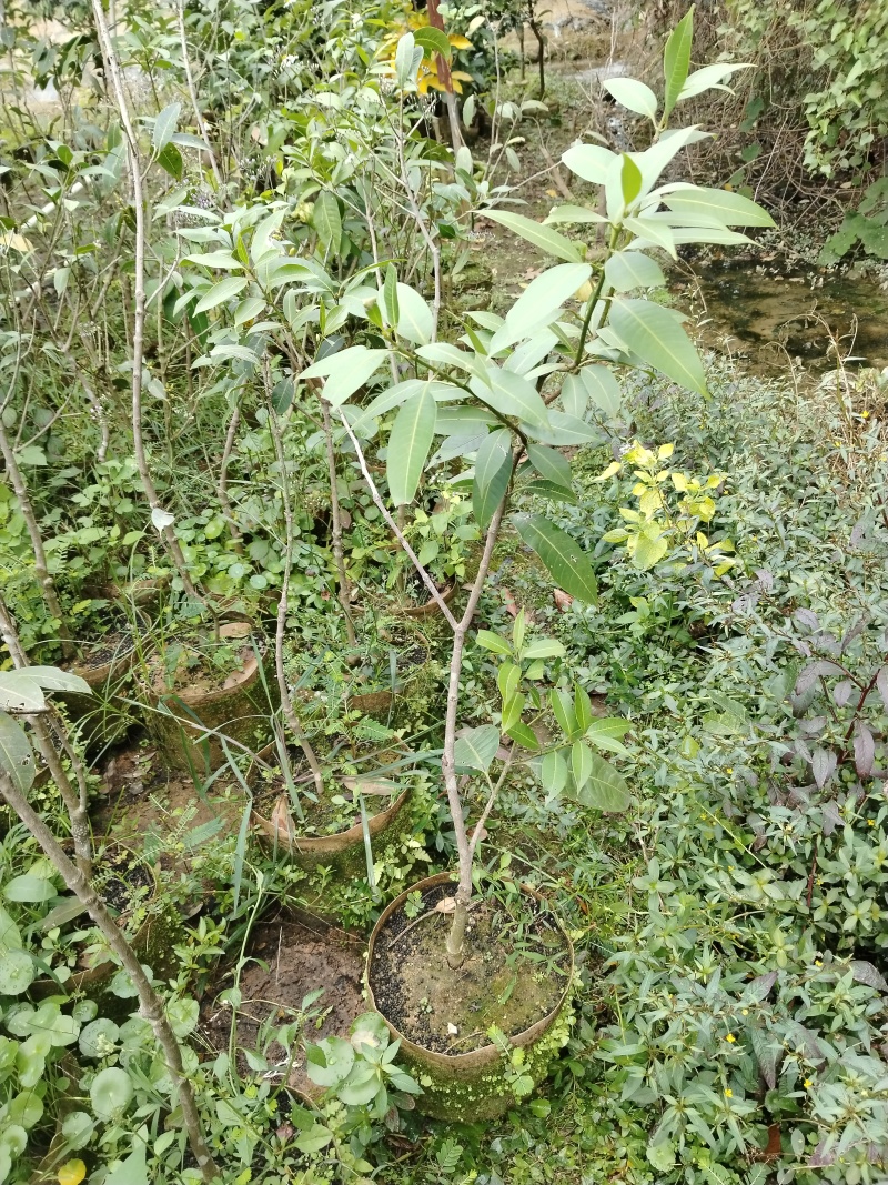 枇杷芒苗枇杷芒苗可带皮一起吃的脆蜜甜口感好吃