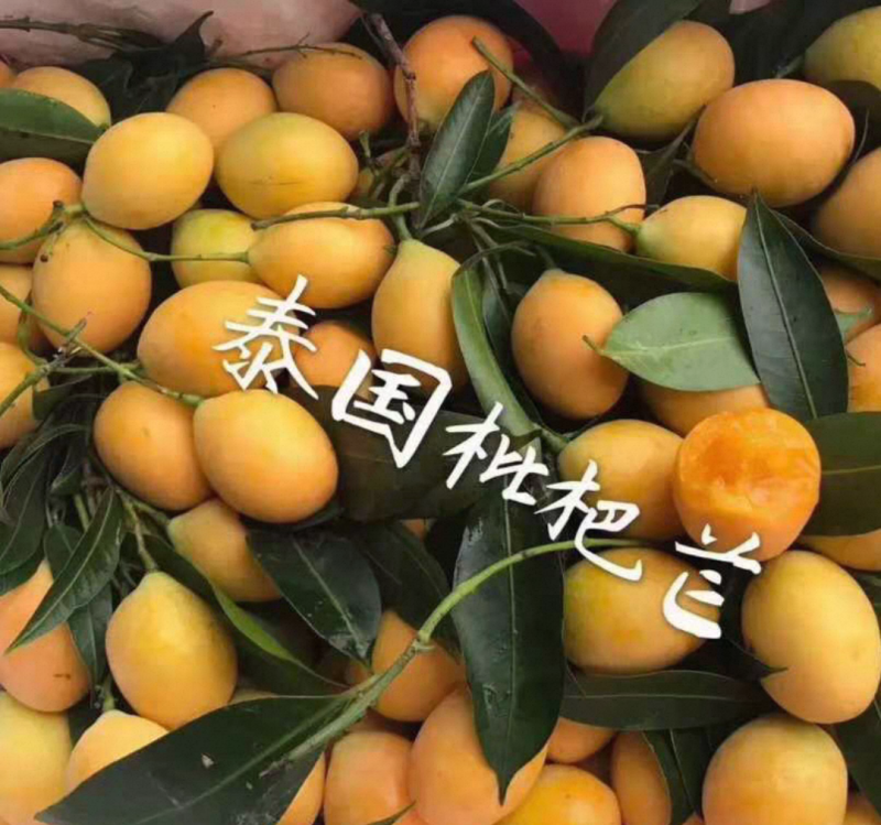 枇杷芒苗枇杷芒苗可带皮一起吃的脆蜜甜口感好吃