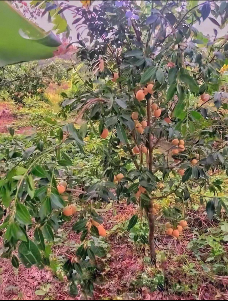 枇杷芒苗枇杷芒苗可带皮一起吃的脆蜜甜口感好吃