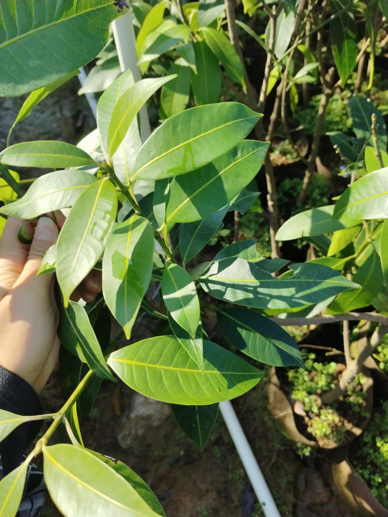 枇杷芒苗枇杷芒苗可带皮一起吃的脆蜜甜口感好吃
