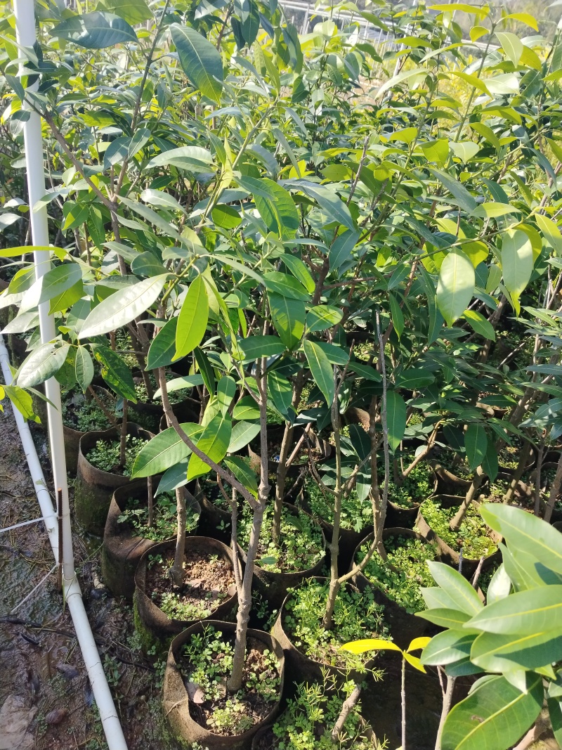 枇杷芒苗枇杷芒苗可带皮一起吃的脆蜜甜口感好吃