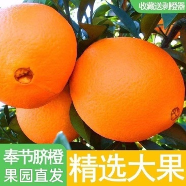 【推荐】重庆奉节脐橙/视频看货/对接电商商超批发市场