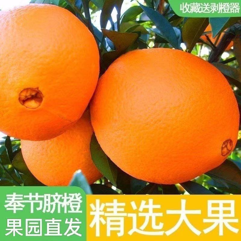 【推荐】重庆奉节脐橙/视频看货/对接电商商超批发市场