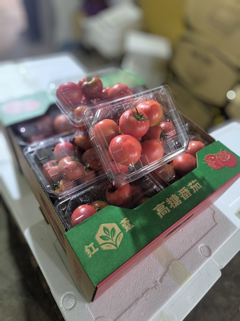 牧心番茄（嘉红100，布兰妮甜）高糖番茄