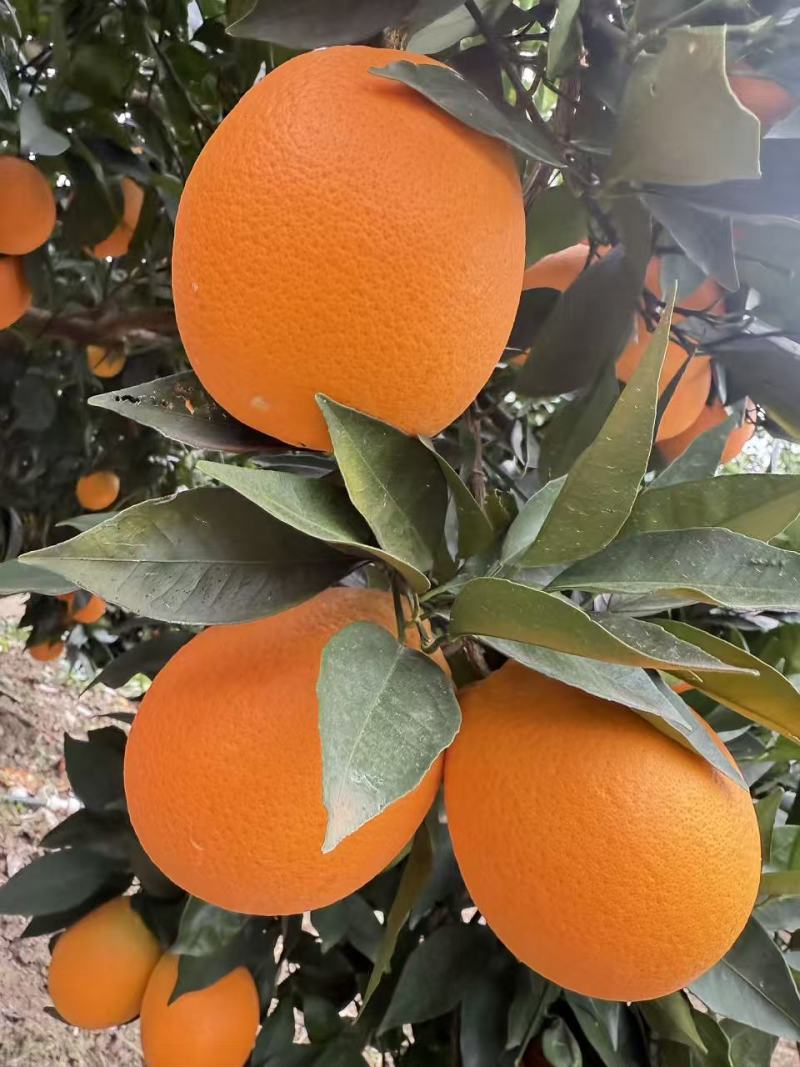 【推荐】重庆奉节脐橙/视频看货/对接电商商超批发市场
