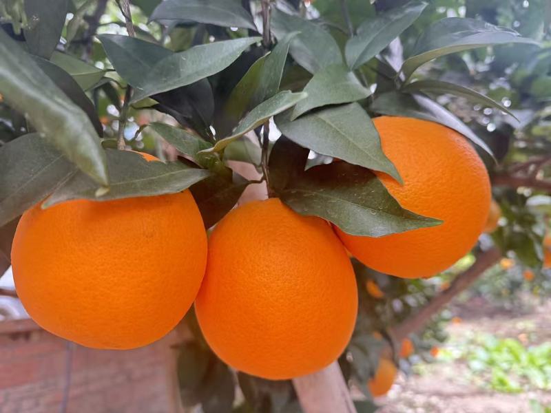 【推荐】重庆奉节脐橙/视频看货/对接电商商超批发市场