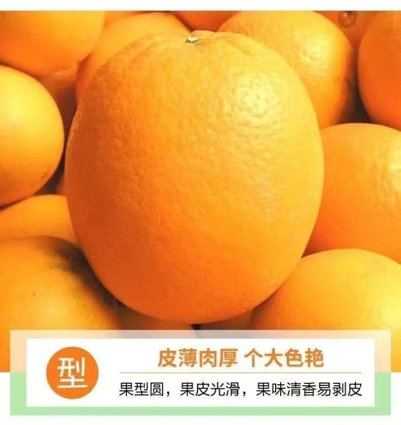【推荐】重庆奉节脐橙/产地直发/视频看货/品质保证/电询
