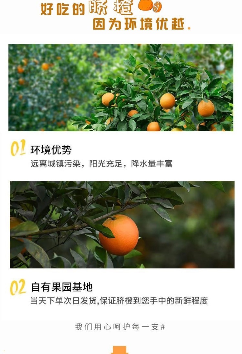 正宗赣南脐橙精品果