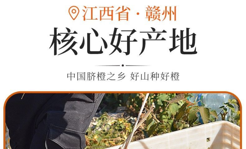 正宗赣南脐橙精品果