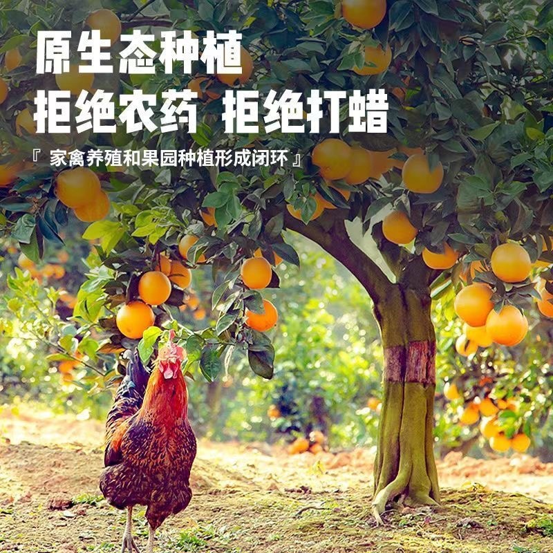正宗赣南脐橙精品果