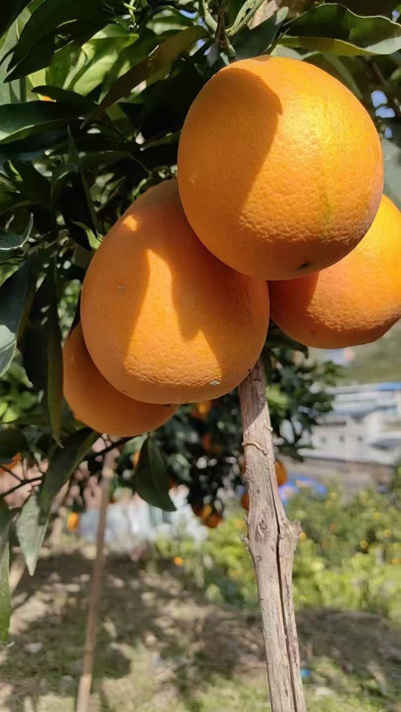 正宗奉节脐橙
