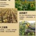 云南香甜红瓜子人工筛选皮质看得见