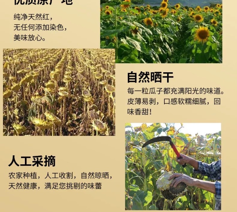 云南香甜红瓜子人工筛选皮质看得见